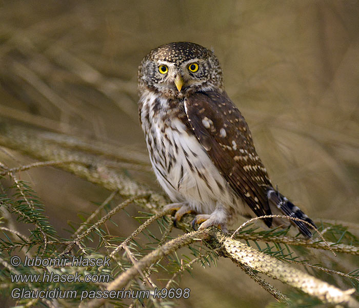 Glaucidium passerinum Mochuelo Chico