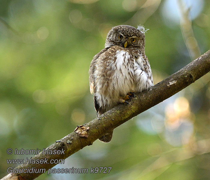 Glaucidium passerinum Chevêchette Europe