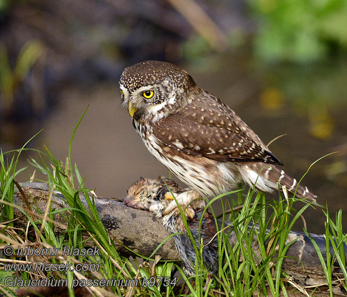 Glaucidium passerinum Sperlingskauz