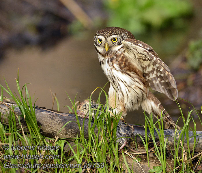 Glaucidium passerinum Sperlingskauz