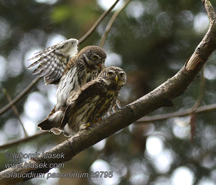 Glaucidium passerinum Mochuelo Chico Kulíšek nejmenší