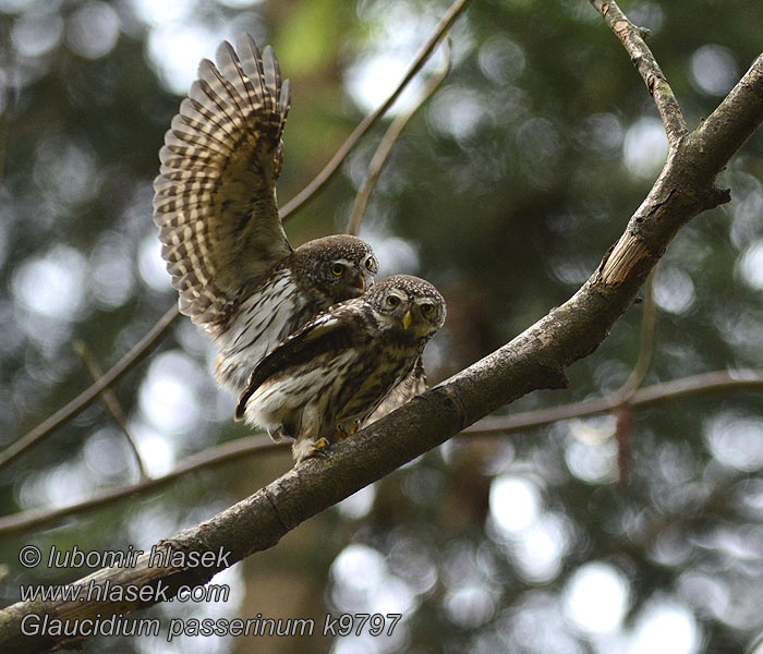 Glaucidium passerinum Pygmy Owl Kulíšek nejmenší