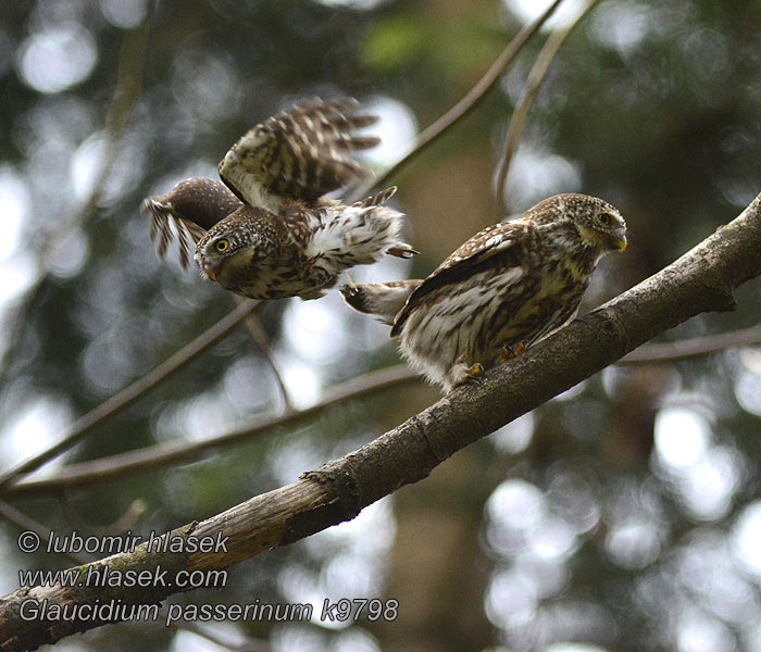 Glaucidium passerinum Pygmy Owl Mochuelo Chico