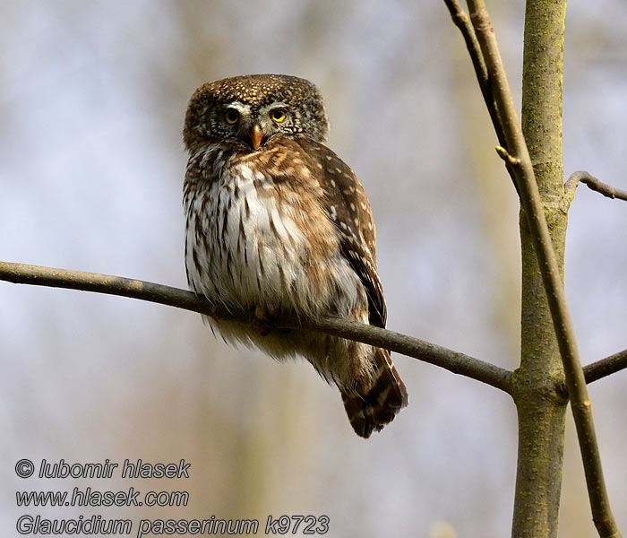 Pygmy Owl Glaucidium passerinum