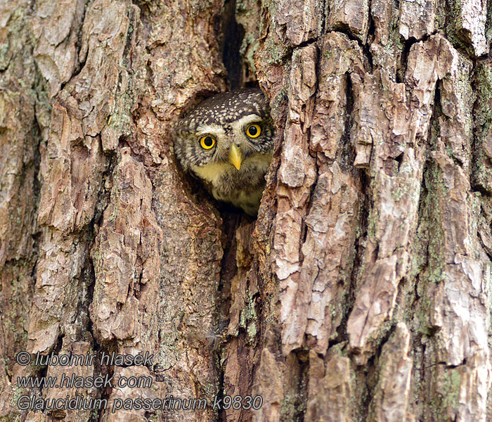 Sperlingskauz Glaucidium passerinum