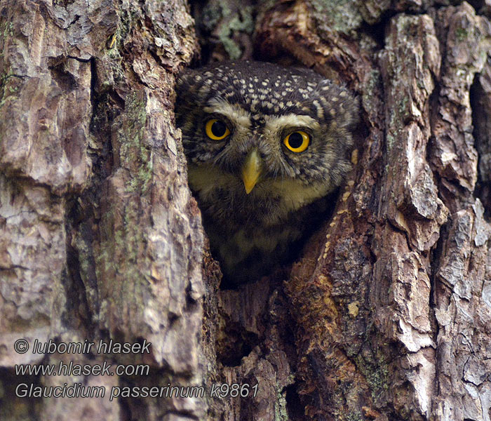 Chevêchette Europe Glaucidium passerinum