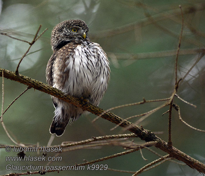 Kulíšek nejmenší Glaucidium passerinum