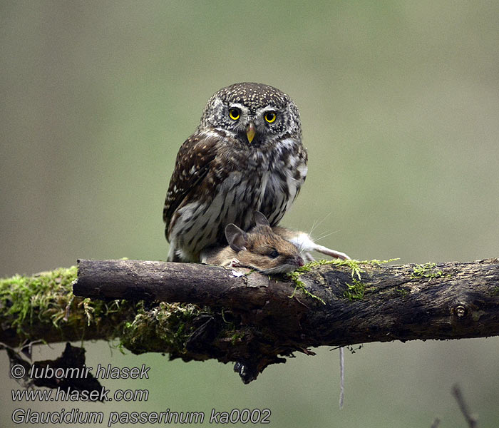 Spurveugle Dwerguil Glaucidium passerinum