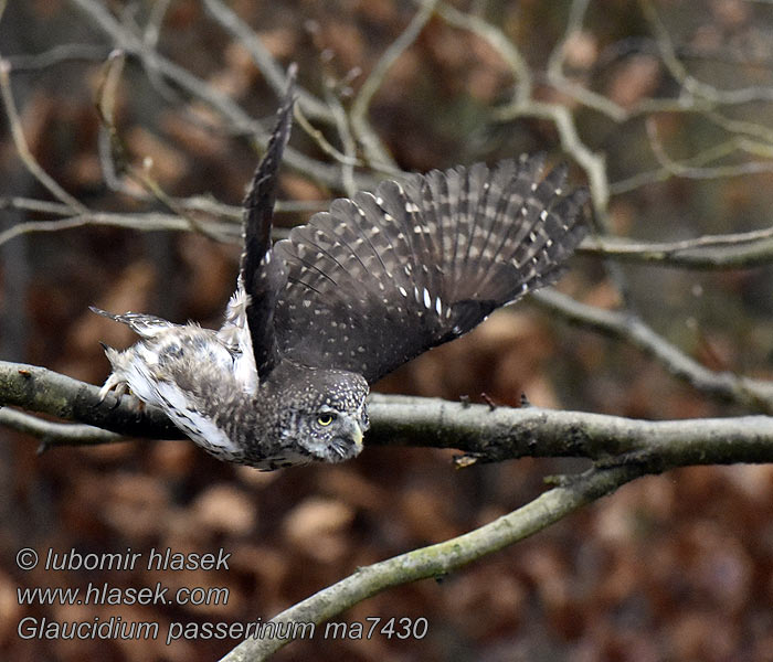 Воробьиный сыч Glaucidium passerinum