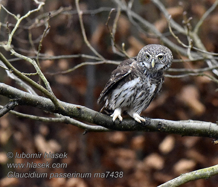 スズメフクロウ Glaucidium passerinum