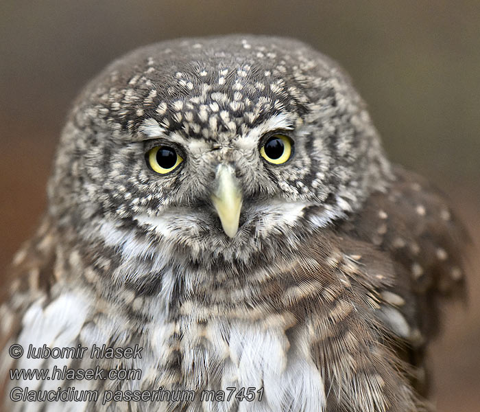 Σπουργιτόγλαυκα Glaucidium passerinum