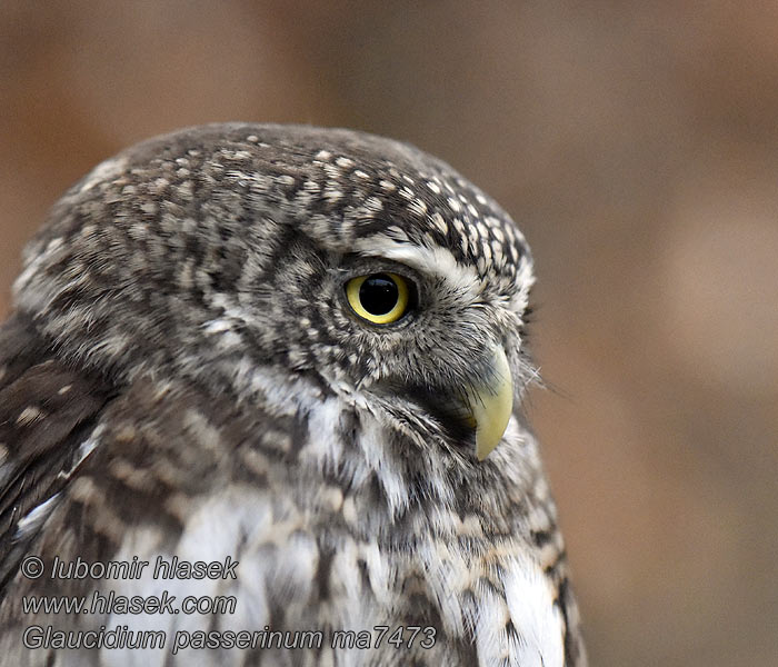 Сичик-горобець Glaucidium passerinum