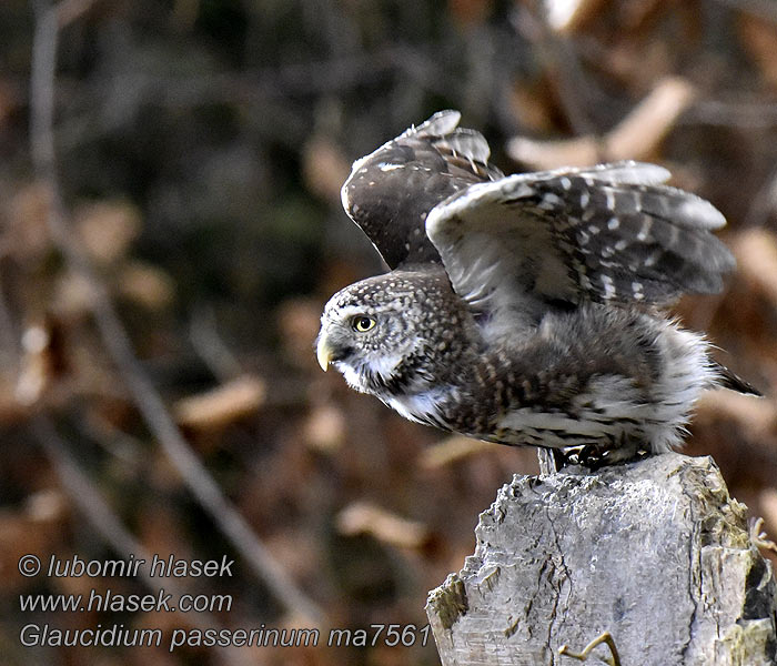 Törpekuvik Glaucidium passerinum