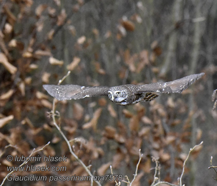 Sóweczka Glaucidium passerinum