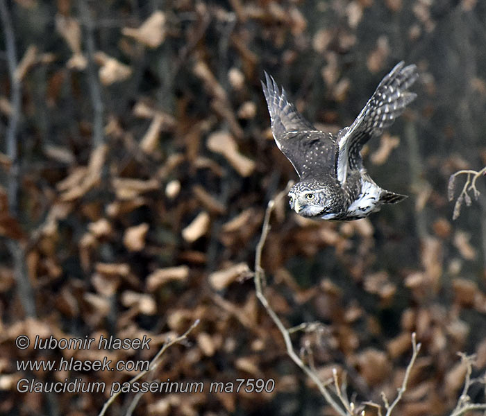 Žvirblinė pelėda Glaucidium passerinum