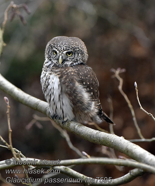 Ciuvica Glaucidium passerinum