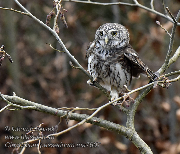 Kuvičok vrabčí Glaucidium passerinum