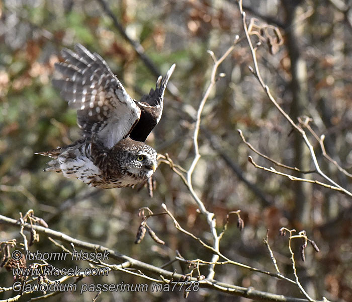 Kuvik Glaucidium passerinum