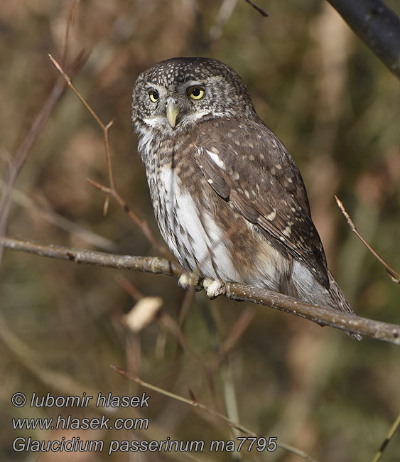 Mali skovik Glaucidium passerinum