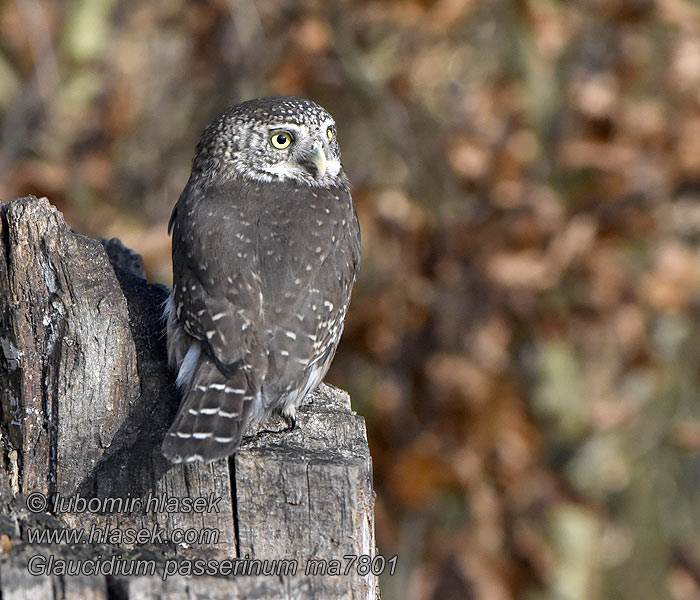 Glaucidium passerinum