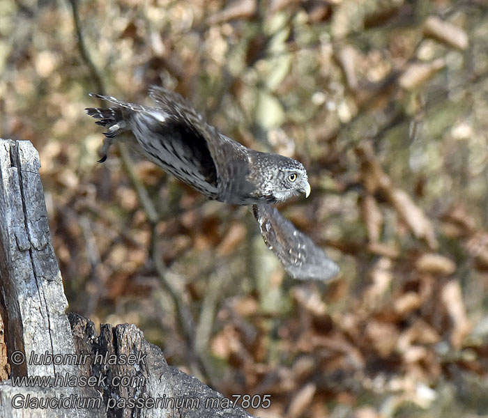 Glaucidium passerinum Pygmy Owl