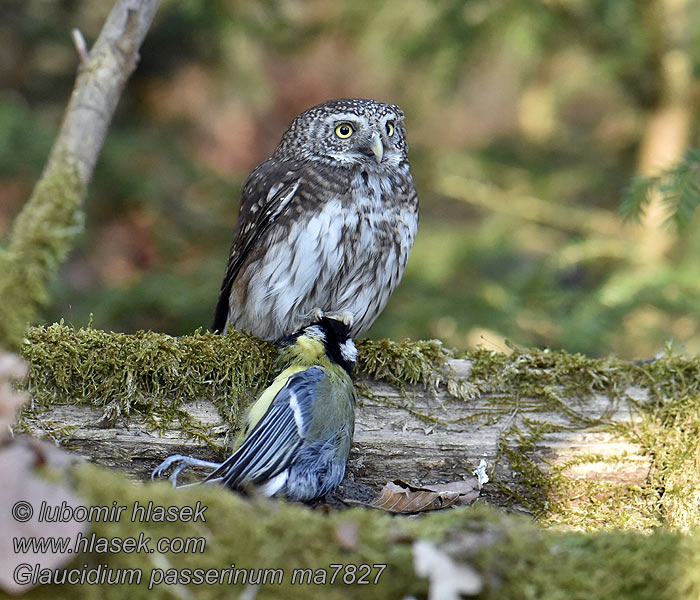 Glaucidium passerinum Sperlingskauz