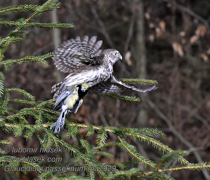 Glaucidium passerinum Chevêchette Europe