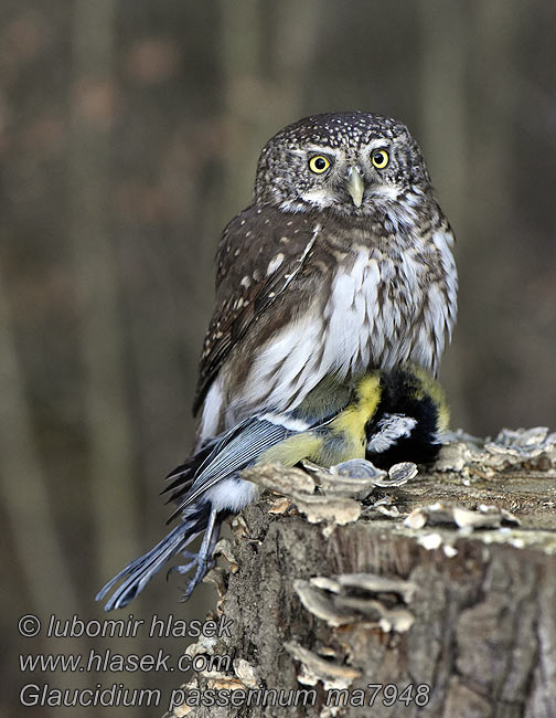 Glaucidium passerinum Kulíšek nejmenší