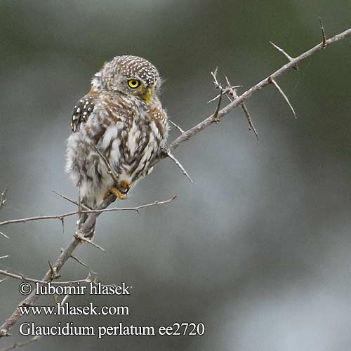 Glaucidium perlatum Pearl-spotted Owlet Kulíšek perlový Perlkauz Plettet Spurveugle Mochuelo Perlado Savannivarpuspöllö Chevêchette perlée Civetta nana perlata アフリカスズメフクロウ Geparelde Dwerguil Sóweczka sawannowa Жемчужный сычик Savanneugle Kuvik perlovaný Witkoluil Kakuru Kitaumande Madoa Lerubisana Mankhudu iNkovana