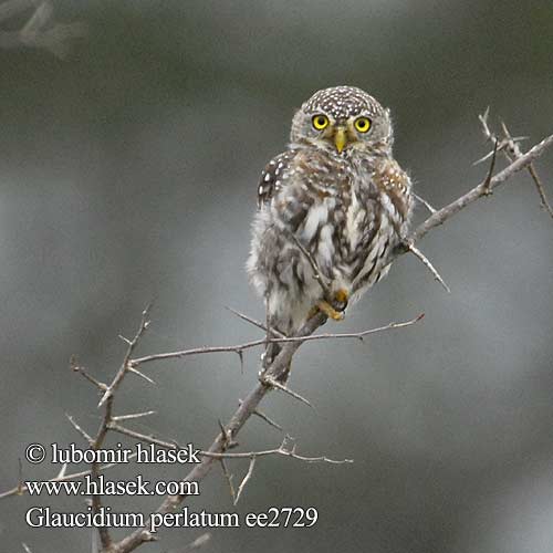 Glaucidium perlatum ee2729