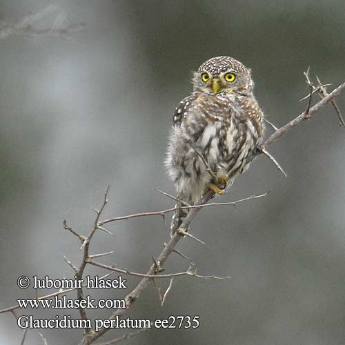 Glaucidium perlatum ee2735