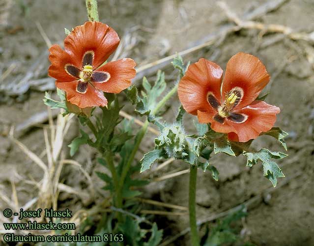 Glaucium corniculatum Red horned poppy Glauciere écarlate cornet