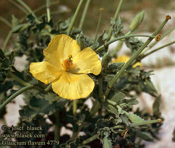 Glaucium flavum Yellow horned poppy Glauciere jaune Gele hoornpapaver