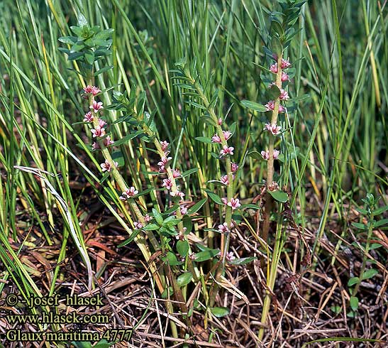 Glaux maritima Sea milkwort Sandkryb strandkryb Merirannikki