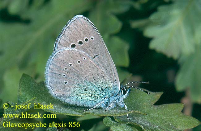 Modrásek kozincový Glaucopsyche alexis Green-underside Blue