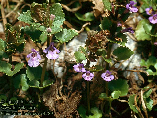 Glechoma hederacea Ground ivy ground-ivy Korsknap Maahumala