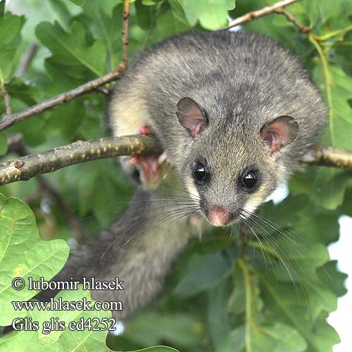 Glis glis Myoxus Sciurus Plch velký Fat Dormouse