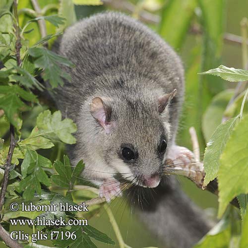 Myoxus glis Sciurus Plch velký Fat Dormouse Edible