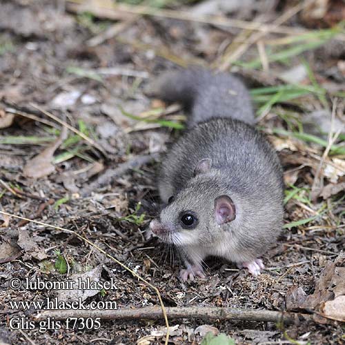 Plch velký Fat Dormouse Edible Fatty Loir gris