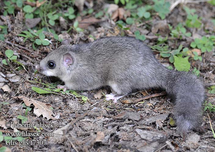 Fat Dormouse Edible Fatty Loir gris Süleysin