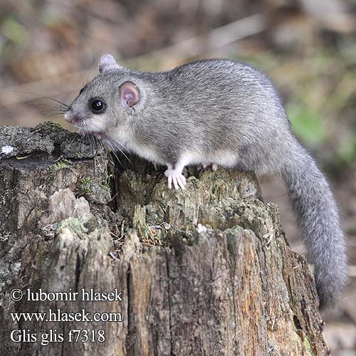 Edible Dormouse Fatty Loir gris Süleysin