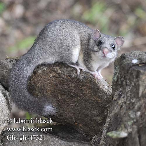 Glis glis f7321