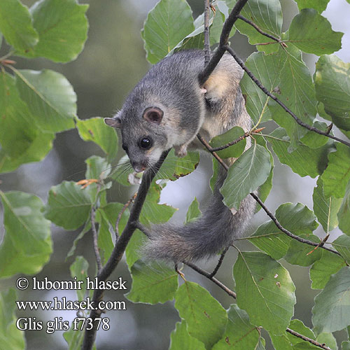 Lirón gris Ghiro オオヤマネ Lirão-cinzento