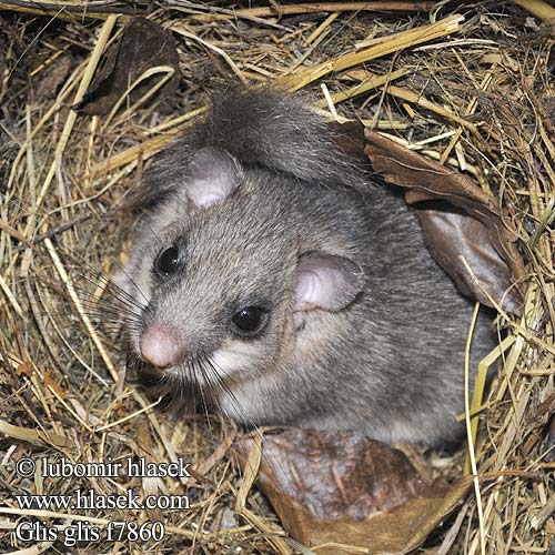 Glis glis f7860