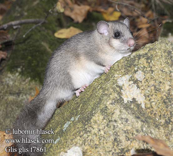 Вовчок сірий звичайний Glis glis