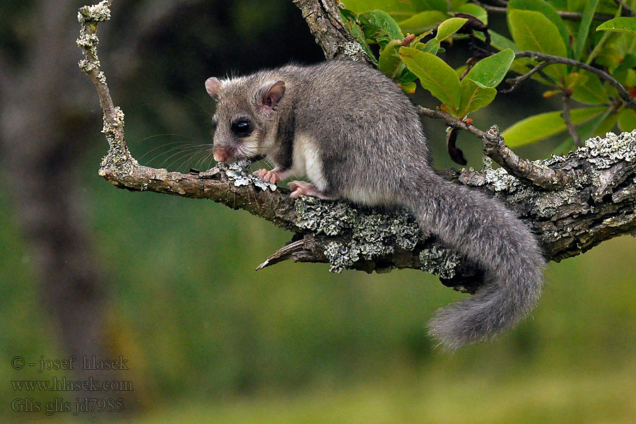 Myoxus Sciurus Glis glis