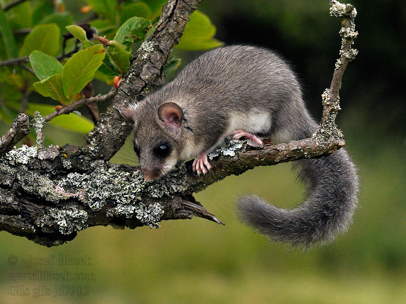 Plch velký Glis glis