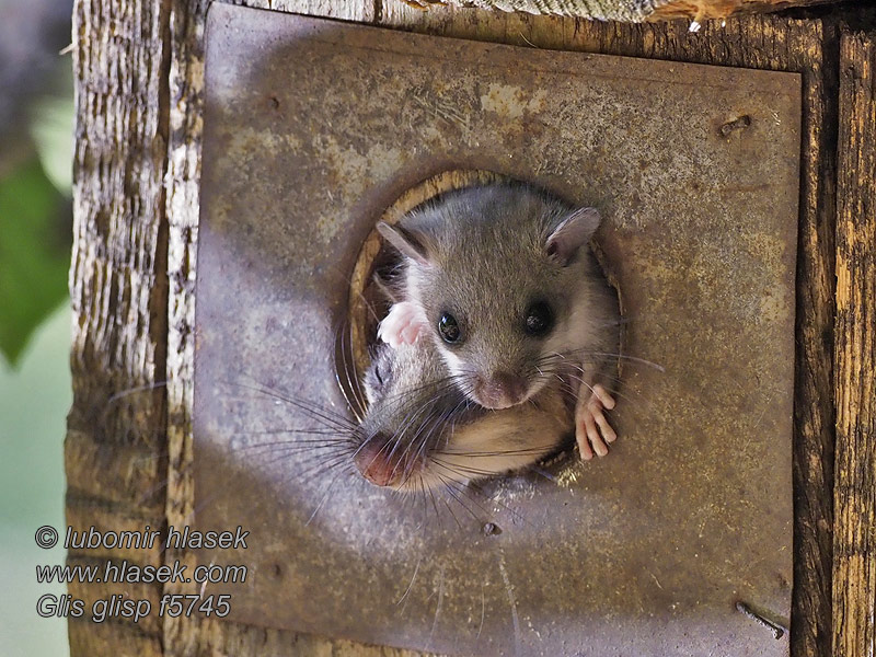 Fat Dormouse Edible Fatty Glis glis