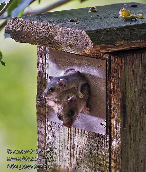 Süleysin Glis glis