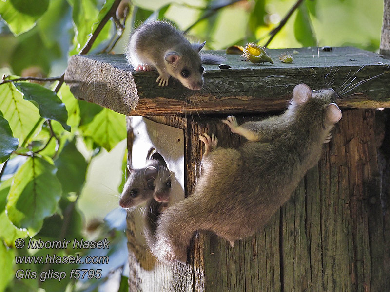 Обикновен сънливец Glis glis